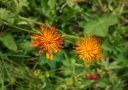 IMGP0236-1024~2.jpg