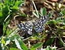 IMGP2800-1024~0.jpg