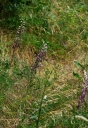 Název souboru=IMGP2973-1024.jpg
Velikost souboru=496KB
Rozměry=708x1024
Datum přidání=26. Červen 2016 IMGP2973-1024.jpg