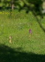 Název souboru=IMGP3237-1024~4.jpg
Velikost souboru=416KB
Rozměry=747x1024
Datum přidání=25. Květen 2020 IMGP3237-1024~4.jpg