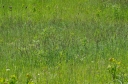 Název souboru=IMGP3350-1024~0.jpg
Velikost souboru=539KB
Rozměry=1024x678
Datum přidání=01. Červen 2015 IMGP3350-1024~0.jpg