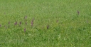 Název souboru=IMGP3594-1024~4.jpg
Velikost souboru=361KB
Rozměry=1024x528
Datum přidání=25. Květen 2020 IMGP3594-1024~4.jpg