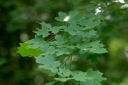 IMGP3665-1024~2.jpg