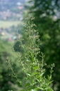 Název souboru=IMGP3802-1024~3.jpg
Velikost souboru=260KB
Rozměry=680x1024
Datum přidání=02. Červenec 2019 IMGP3802-1024~3.jpg
