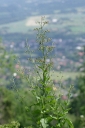 Název souboru=IMGP3803-1024~6.jpg
Velikost souboru=242KB
Rozměry=680x1024
Datum přidání=02. Červenec 2019 IMGP3803-1024~6.jpg