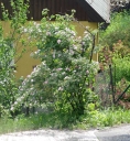 Název souboru=IMGP4187-1024~0.jpg
Velikost souboru=636KB
Rozměry=944x1024
Datum přidání=02. Červenec 2019 IMGP4187-1024~0.jpg