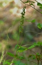 IMGP4363-1024~1.jpg