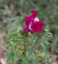 IMGP4804-1024.jpg