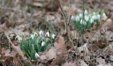 IMGP5045-1024~1.jpg