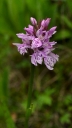IMGP5278-1024.jpg
