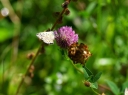 IMGP5974-1024.jpg