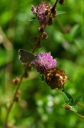 IMGP5975-1024.jpg
