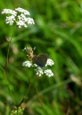 IMGP6011-1024~0.jpg