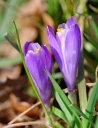 IMGP9666-1024.jpg