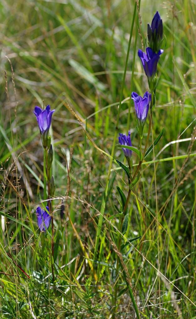 IMGP6985-1024~0.jpg