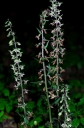 IMGP7030-1024.jpg