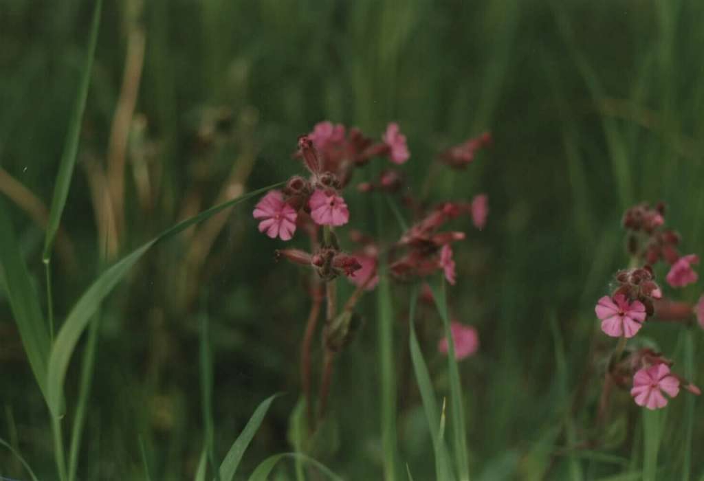 Knotovka červená
