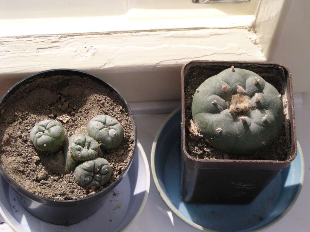 Lophophora williamsei
