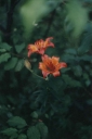 Název souboru=Lilium_bulbiferum1-1024.jpg
Velikost souboru=123KB
Rozměry=682x1024
Datum přidání=10. Listopad 2010 Lilium_bulbiferum1-1024.jpg