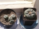 Název souboru=Lophophora_williamsei1-1024.jpg
Velikost souboru=247KB
Rozměry=1024x768
Datum přidání=10. Listopad 2010 Lophophora_williamsei1-1024.jpg