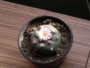 Název souboru=Lophophora_williamsei2-1024.jpg
Velikost souboru=265KB
Rozměry=1024x768
Datum přidání=10. Listopad 2010 Lophophora_williamsei2-1024.jpg