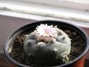 Název souboru=Lophophora_williamsei3-1024.jpg
Velikost souboru=213KB
Rozměry=1024x768
Datum přidání=10. Listopad 2010 Lophophora_williamsei3-1024.jpg