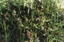 Název souboru=Lycopodium_clavatum1-1024.jpg
Velikost souboru=278KB
Rozměry=1024x685
Datum přidání=10. Listopad 2010 Lycopodium_clavatum1-1024.jpg