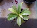 Název souboru=Nepenthes_madagaskarensis1-1024.jpg
Velikost souboru=261KB
Rozměry=1024x768
Datum přidání=10. Listopad 2010 Nepenthes_madagaskarensis1-1024.jpg