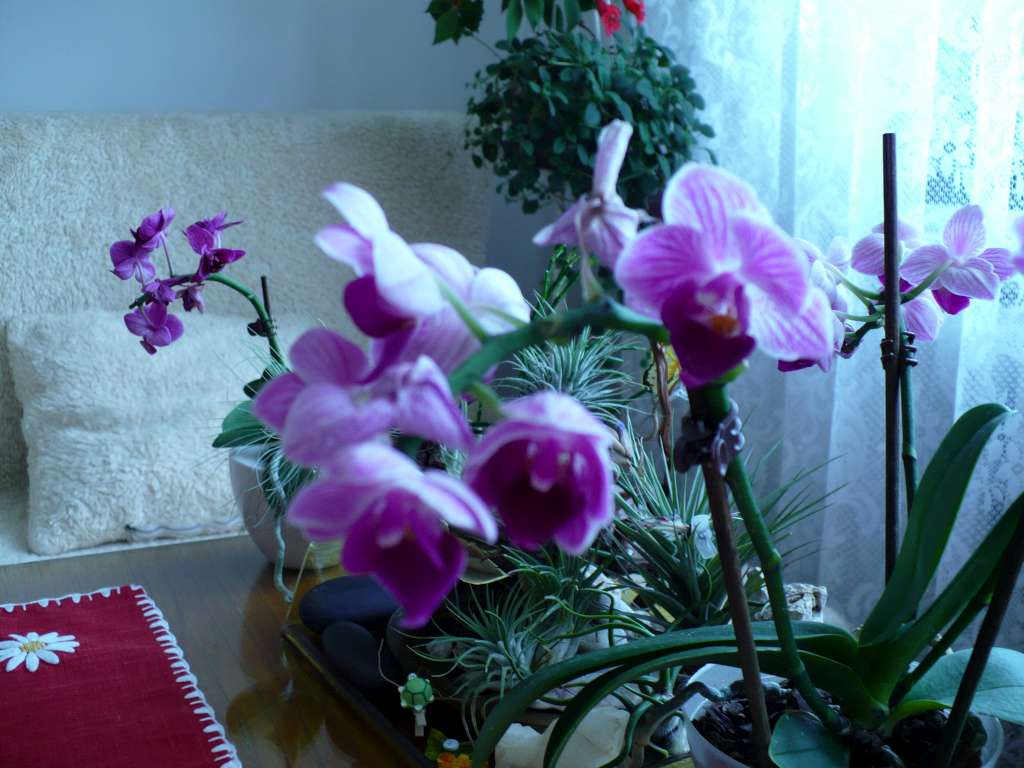 P1000159-1024.jpg