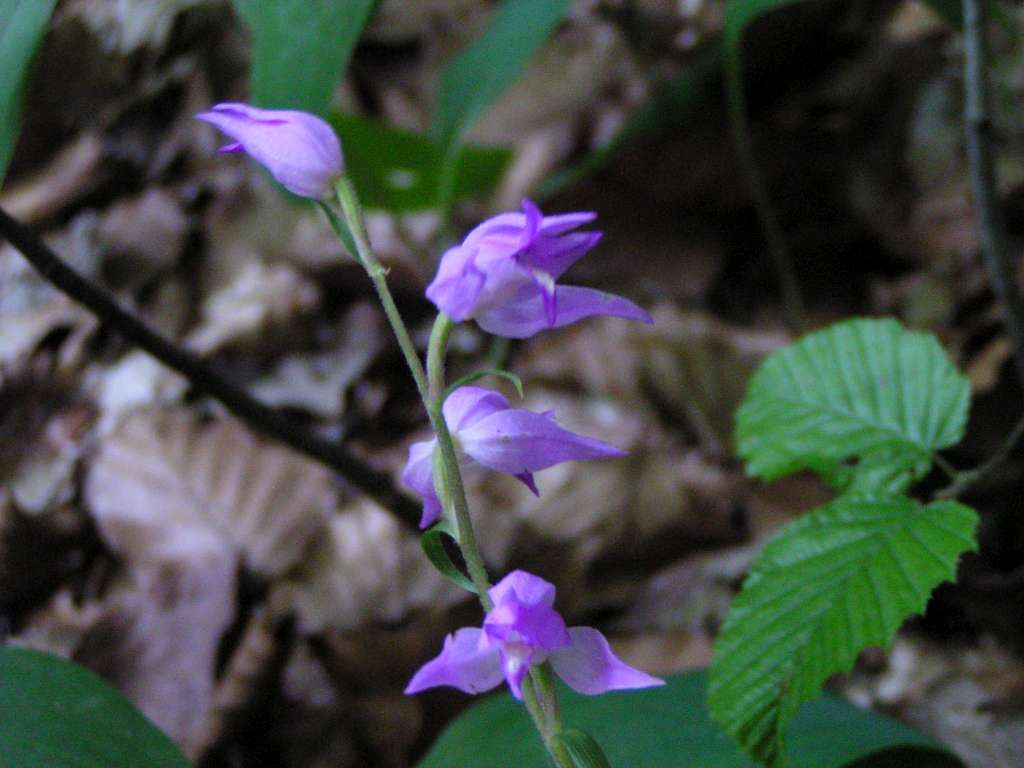 P1010030-1024~1.jpg
