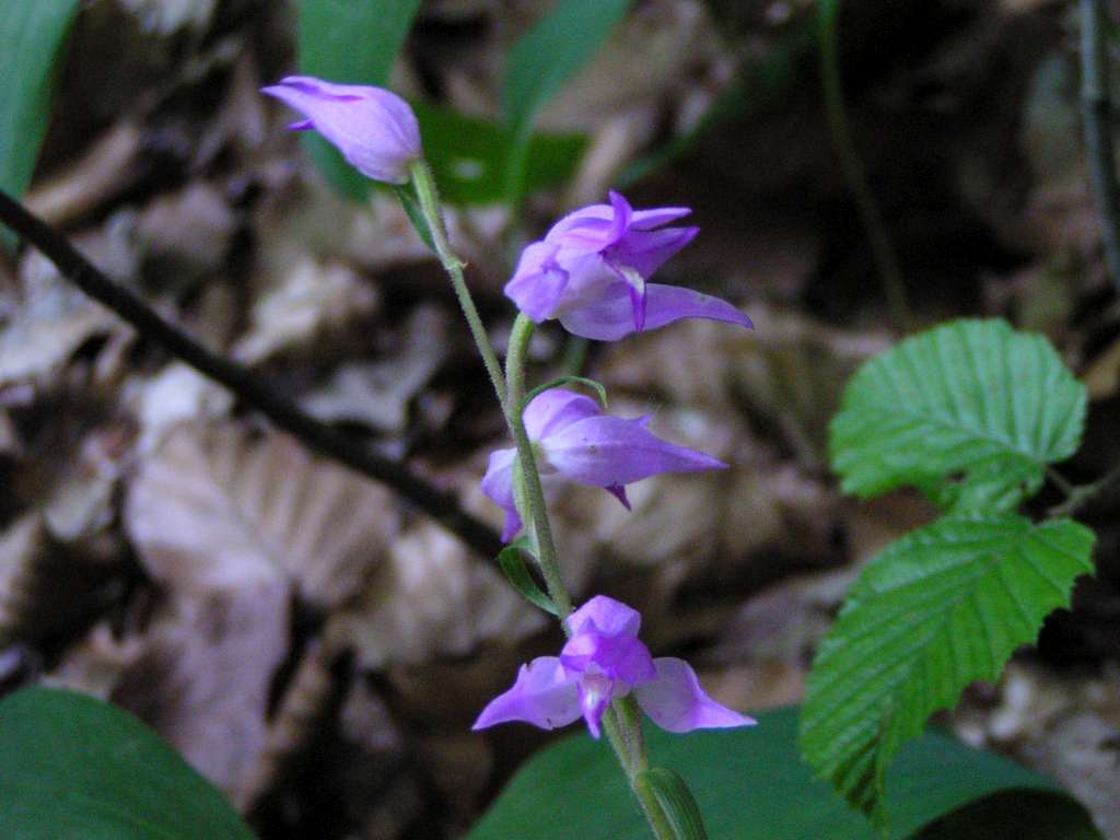 P1010032-1024~2.jpg