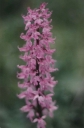 Název souboru=Orchis_mascula13-1024.jpg
Velikost souboru=121KB
Rozměry=673x1024
Datum přidání=10. Listopad 2010 Orchis_mascula13-1024.jpg