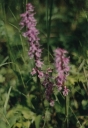 Název souboru=Orchis_mascula19-1024.jpg
Velikost souboru=194KB
Rozměry=708x1024
Datum přidání=10. Listopad 2010 Orchis_mascula19-1024.jpg