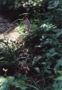 Název souboru=Orchis_mascula2-1024.jpg
Velikost souboru=236KB
Rozměry=712x1024
Datum přidání=10. Listopad 2010 Orchis_mascula2-1024.jpg