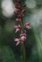 Název souboru=Orchis_mascula8-1024.jpg
Velikost souboru=108KB
Rozměry=701x1024
Datum přidání=10. Listopad 2010 Orchis_mascula8-1024.jpg