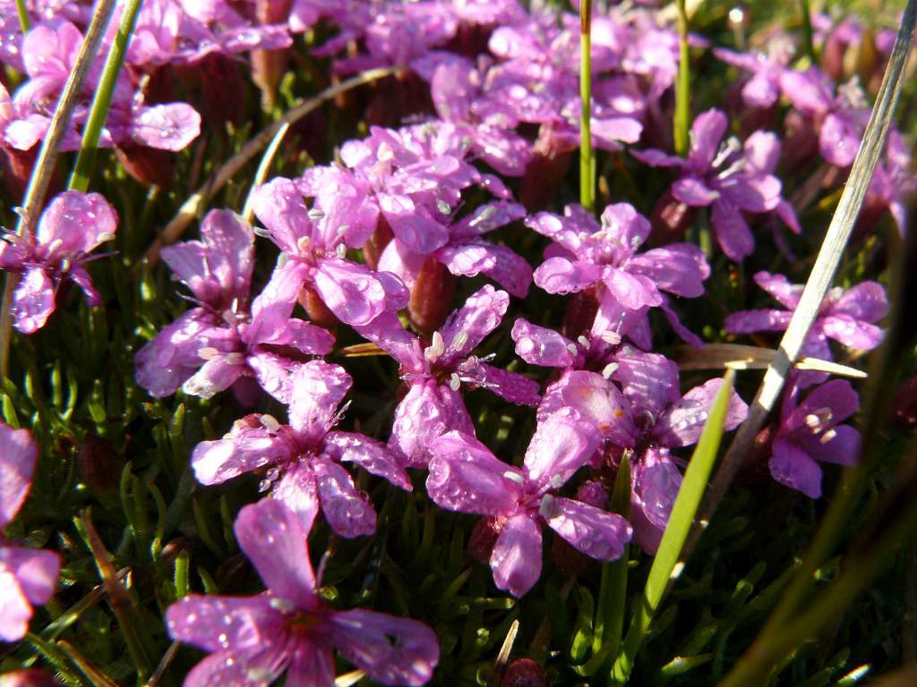 Smolnička
