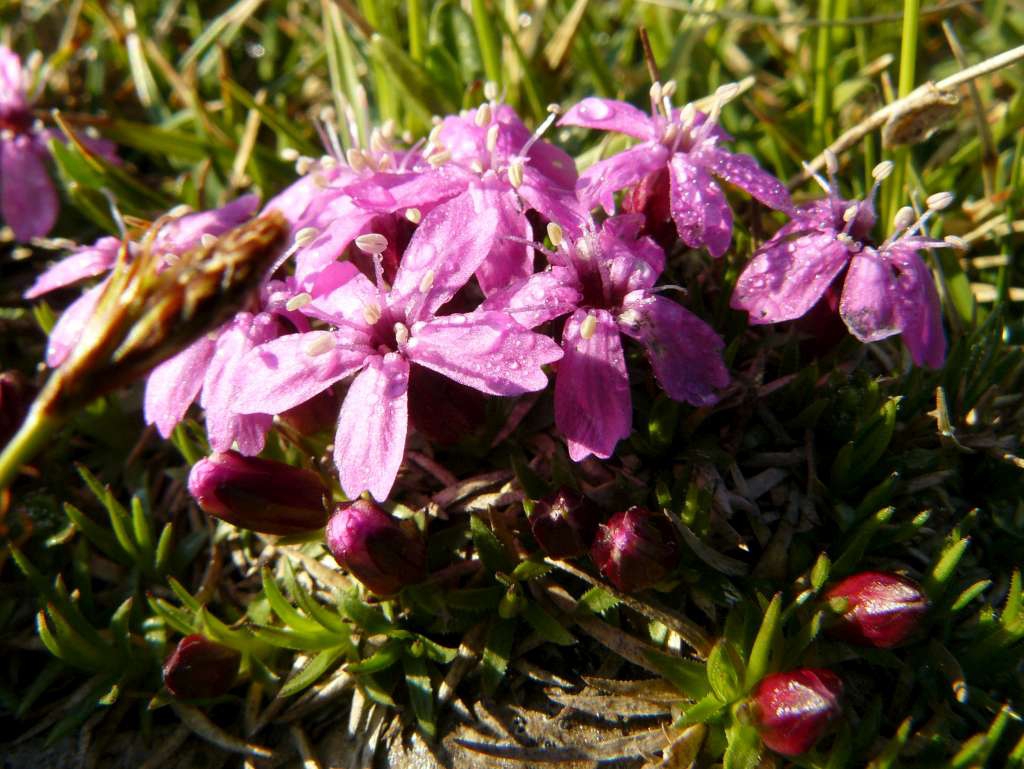 Smolnička

