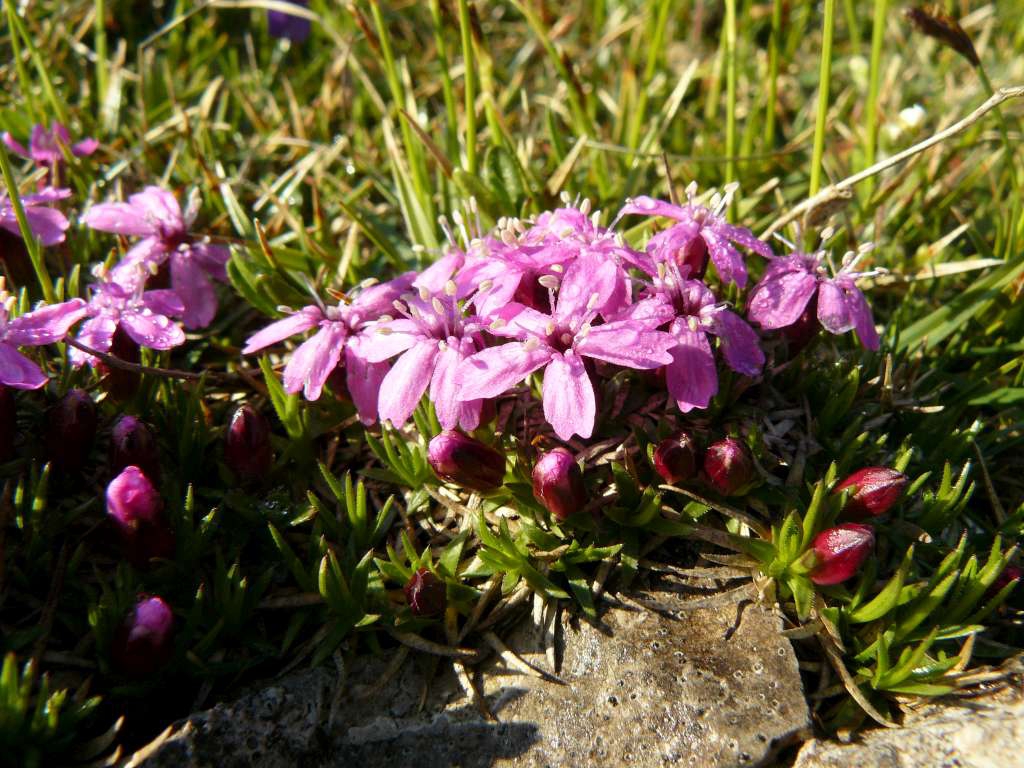Smolnička
