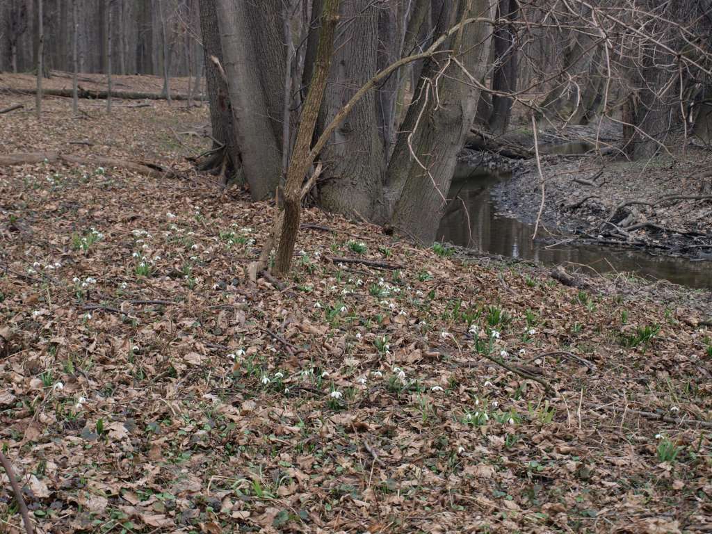 Sněženka podsněžník
