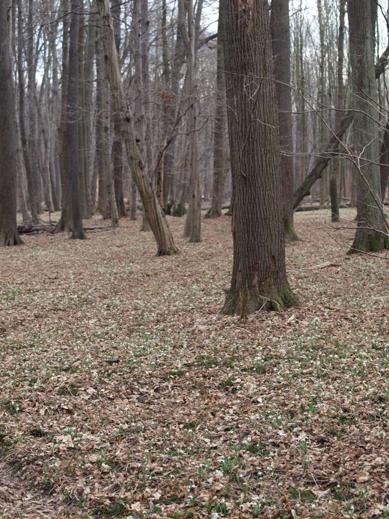 Sněženka podsněžník
