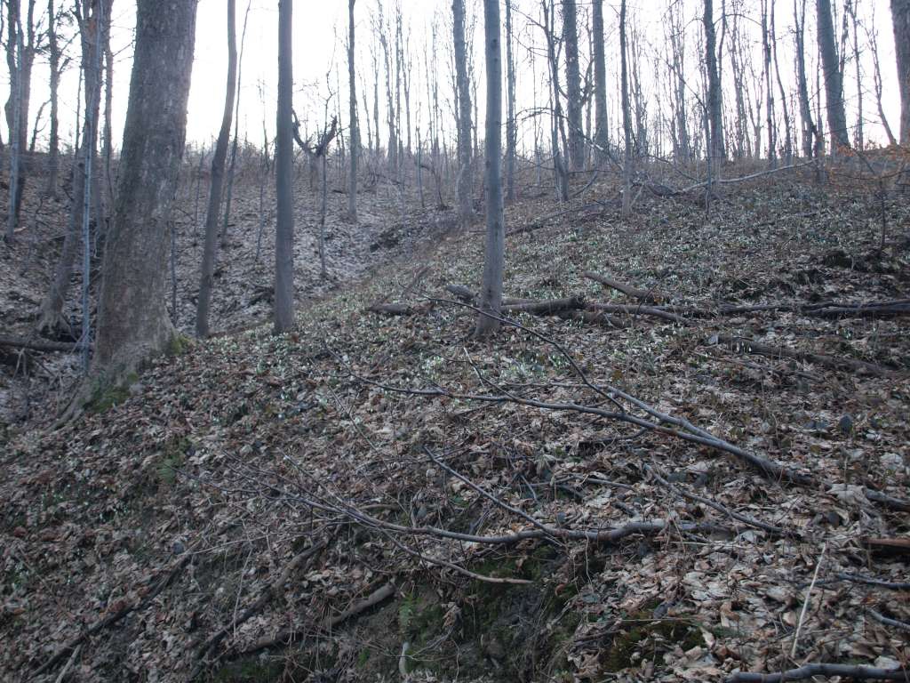 Sněženka podsněžník
