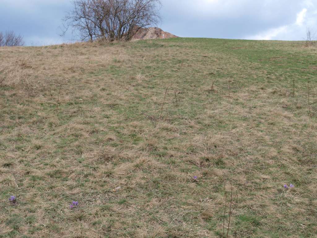 Koniklec velkokvětý
