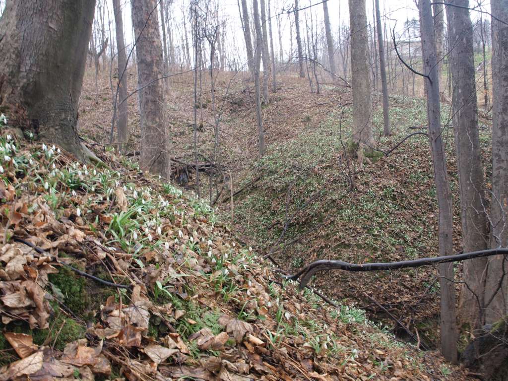 Sněženka podsněžník
