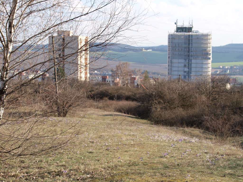 Koniklec velkokvětý
