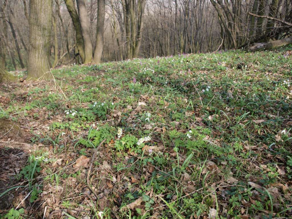 Sněženka podsněžník
