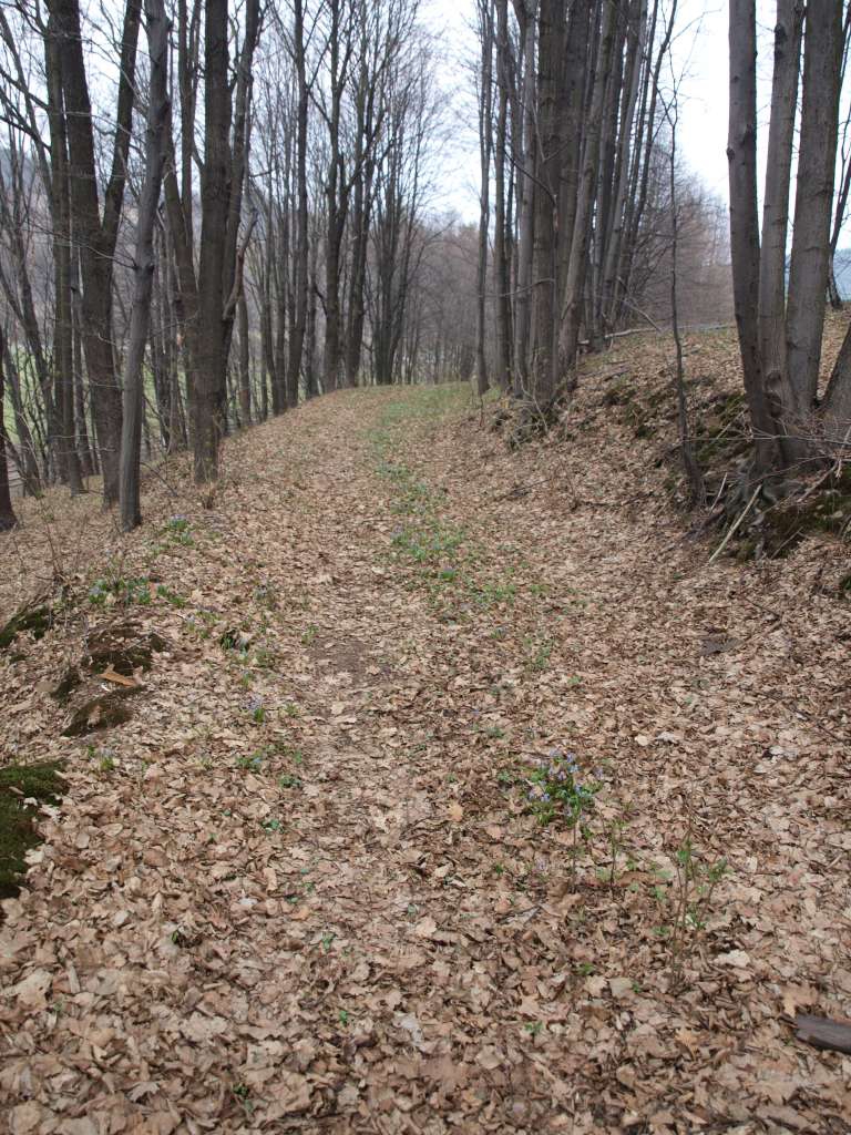 Ladoňka karpatská
