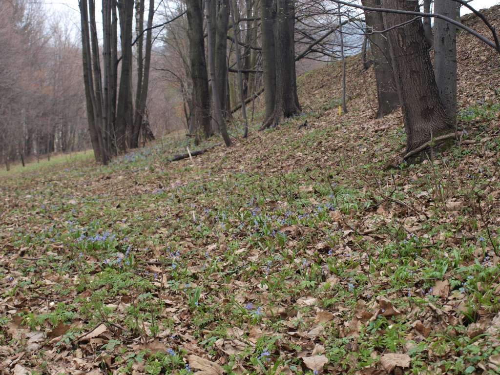 Ladoňka karpatská
