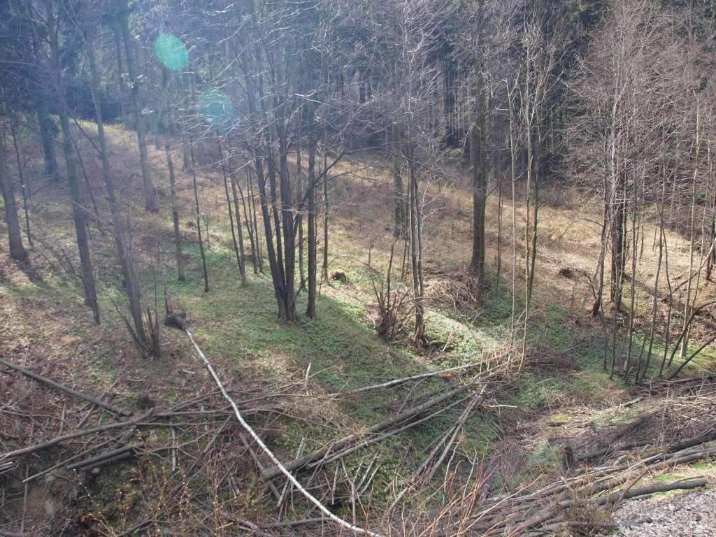 Kyčelnice žláznatá
