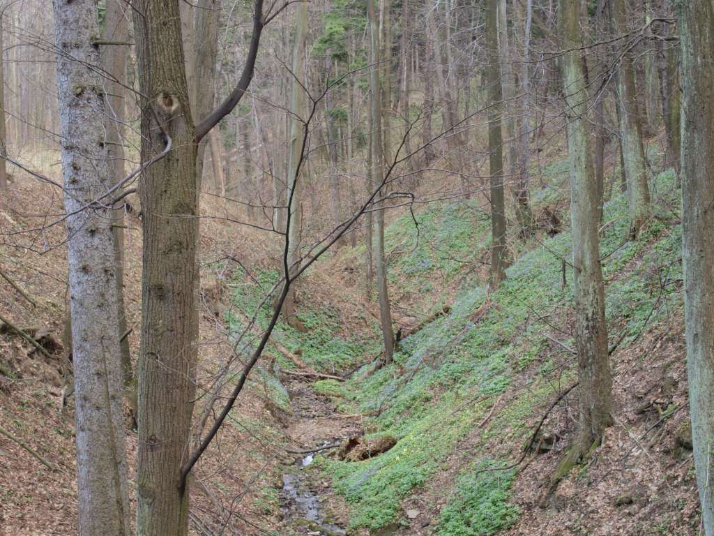 Kyčelnice žláznatá

