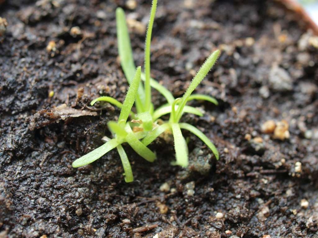 P4172724-1024~0.jpg